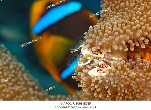 anemone porcelain crab, tentacles, catching plancton, Indo-Pacific, Neopetrolisthes maculatus