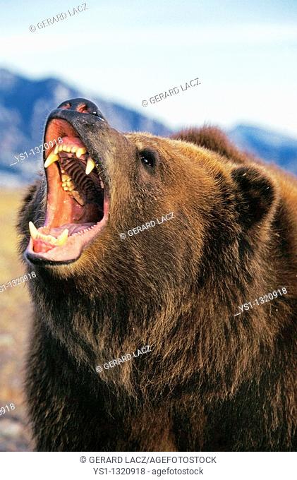 KODIAK BEAR ursus arctos middendorffi, ADULT THREATENING WITH OPEN MOUTH, ALASKA