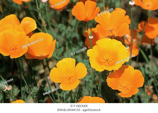 Californian poppy, California poppy, gold poppy Eschscholzia californica, flowers