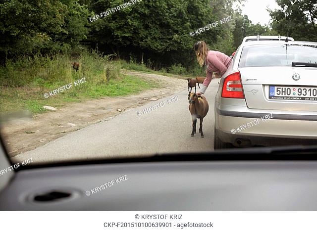 FILE PHOTO from August 17, 2014  A female visitor pets from her car an antelope in African Safari in Dvur Kralove nad Labem, Czech Republic on August 17, 2014