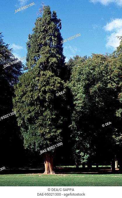 California Cedar or Incense Cedar (Calocedrus decurrens), Cupressaceae