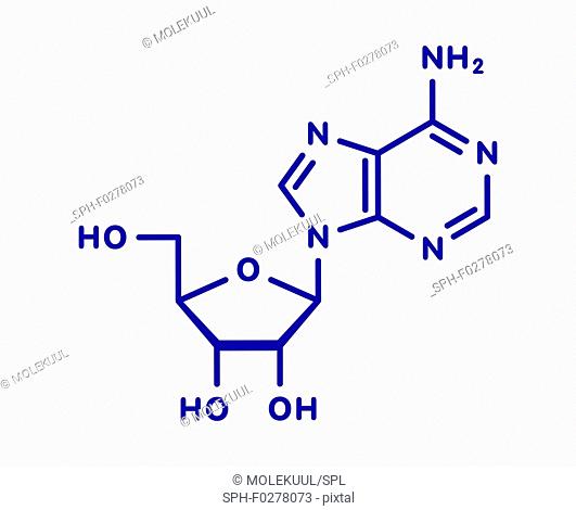 Adenosine purine nucleoside molecule, illustration