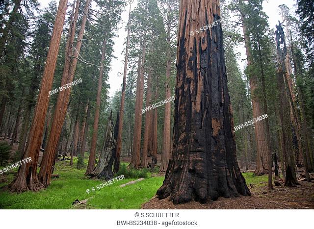 giant sequoia, giant redwood Sequoiadendron giganteum, trees im Giant Forest , USA, California, Sequoia NP