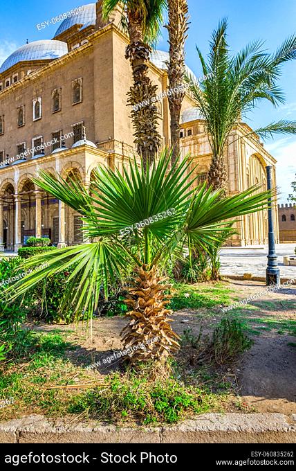Palm trees near mosque in Cairo Citadel, Egypt