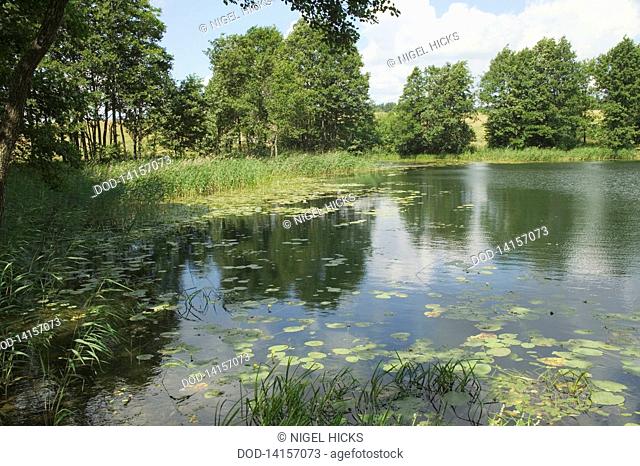 Lithuania, Moletai, Lake Stirniai with reflection of trees