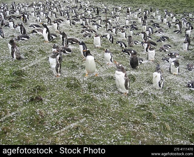 Falkland Islands, British Overseas Territory