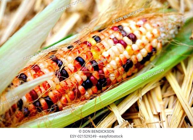 Fresh Decorative Indian Corn