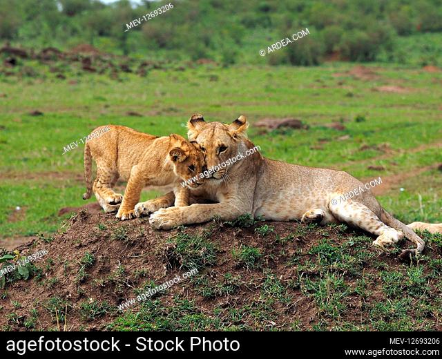Lions in the Masai Mara, Kenya, Africa Lions in the Masai Mara, Kenya, Africa