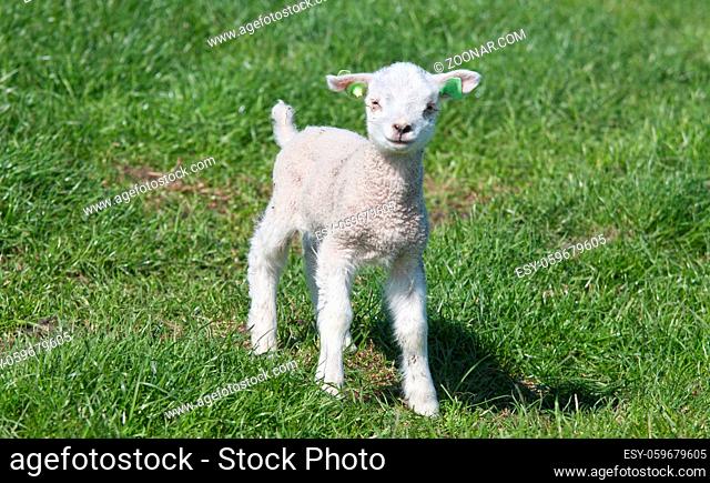 Little lamb in a dutch meadow