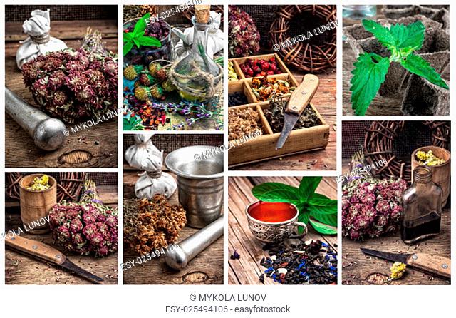collage with the collected harvest medicinal herbs for medicinal and tonic decoctions