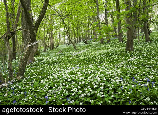 A carpet of Wild Garlic (Allium ursinum) or Ramson flowers during spring in Kingâ. . s Wood in the Mendip Hills near Axbridge, Somerset, England