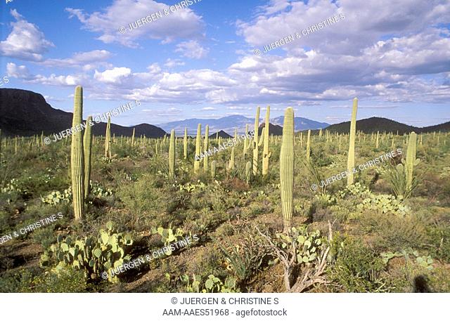 Sonora Desert in early Summer with Saguaro Cacti, AZ