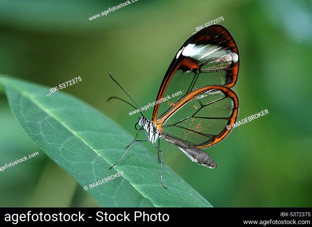 Glass wing butterfly (Greta oto), lateral, detachable
