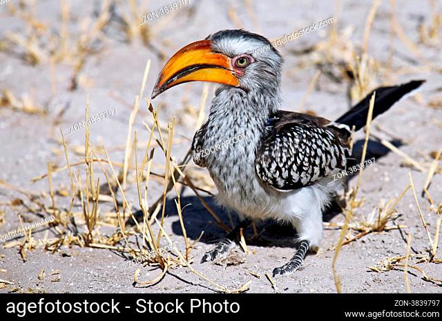 Gelbschnabeltoko, Central Kalahari Game Reserve, Yellowbilled Hornbill, Tockus leucomelas, yellow-billed hornbill, Botswana, Botsuana
