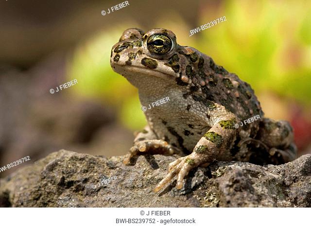 green toad or variegated toad Bufo viridis, juvenile sitting on a rock, Germany, Rhineland-Palatinate