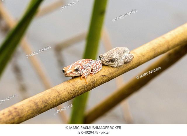 Two Marbled Reed Frogs (Hyperolius marmoratus) sitting a twig in the swamps of the Okavango Delta, Botswana