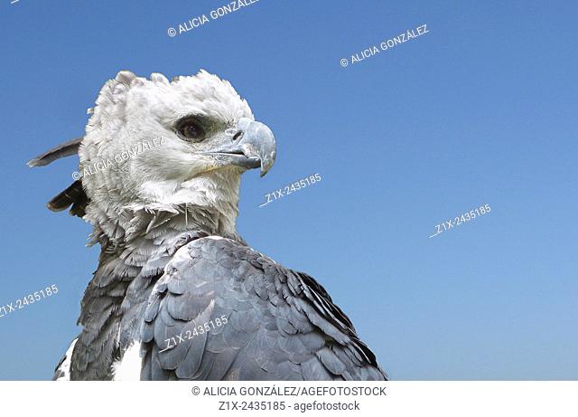 Harpy Eagle (Harpia harpyja) Venezuela