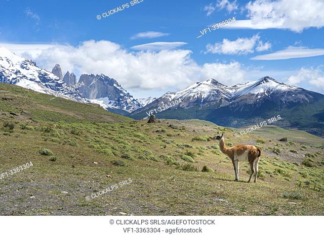Guanaco and Paine Towers in summer. Torres del Paine National Park, Ultima Esperanza province, Magallanes region, Chile