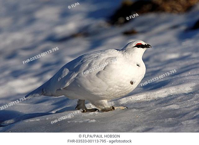 Rock Ptarmigan Lagopus mutus adult male, winter plumage, walking on snow, Cairngorms, Highlands, Scotland