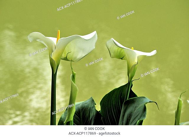 Arum or Calla Lilies, Zantedeschia aethiopica, Astaffort, Lot-et-Garonne Department, Aquitaine, France