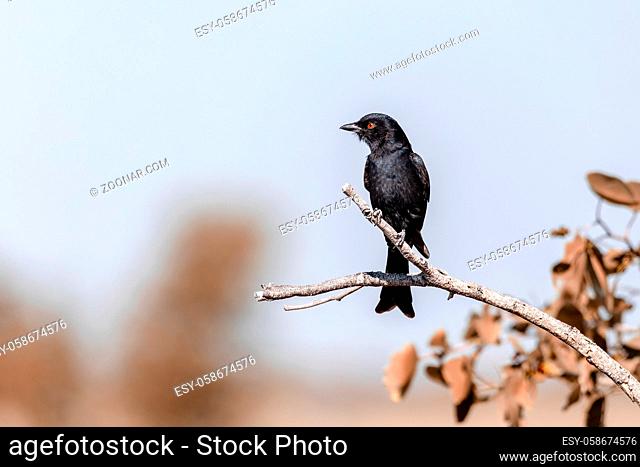 Black bird Fork-tailed Drongo, Dicrurus adsimilis, in Etosha national park, Africa Namibia safari wildlife