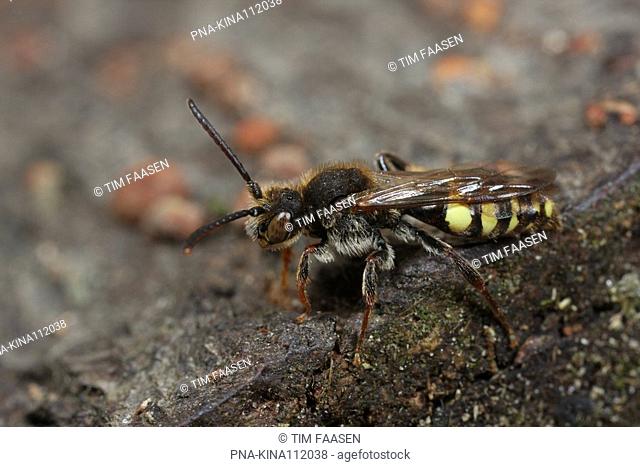 Nomad bee, Wasp-bee Nomada leucophthalma - Eckartse bos, Eckartdal, Eindhoven, Campine, North Brabant, The Netherlands, Holland, Europe