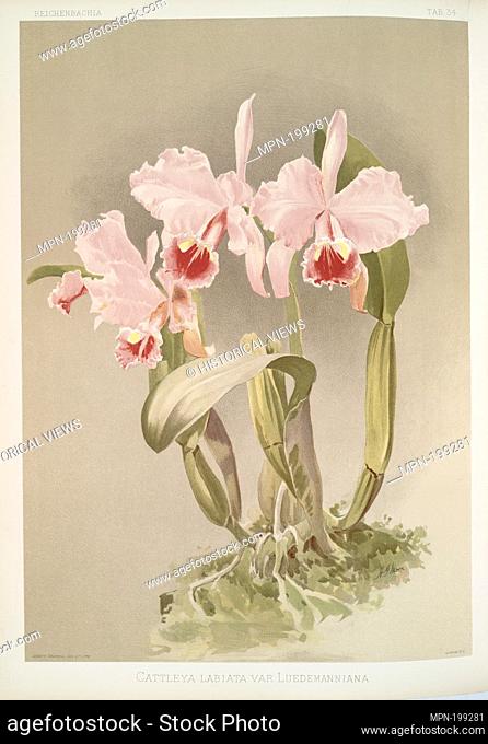 Cattleya labiata var luedemanniana. Sander, F. (Frederick) (1847-1920) (Author) Mansell, Joseph (Lithographer) Moon, H. G (Artist). Reichenbachia