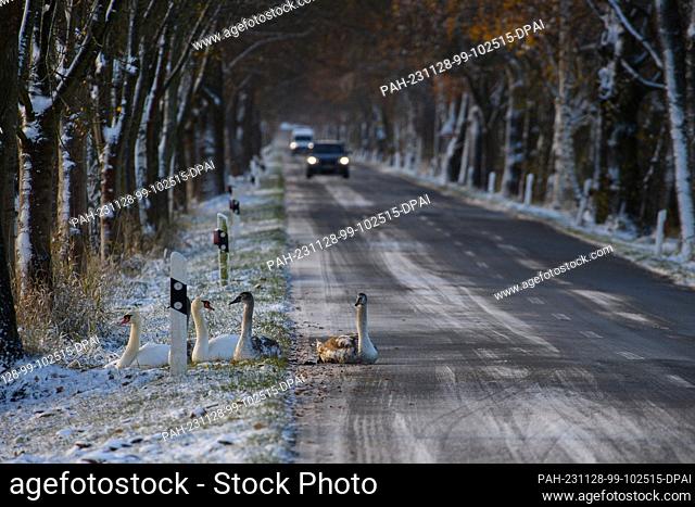 28 November 2023, Saxony-Anhalt, Klötze: Swans sit on the edge of a country road that is still covered in snow and ice. The previous night it had snowed in...