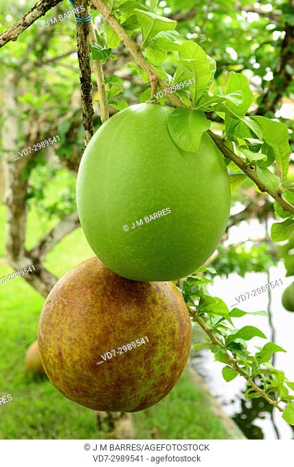 Calabash tree or cuite (Crescentia cujete) is a tree that produce very big fruits calleds bule, guaje, jicara or tecomate