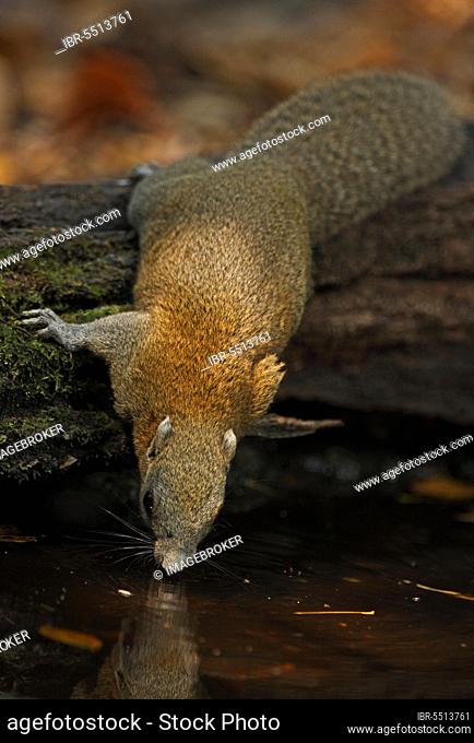 Grey-bellied squirrel (Callosciurus caniceps), rodents, mammals, animals, Grey-bellied squirrel adult, drinking from forest pool, Kaeng Krachan N. P