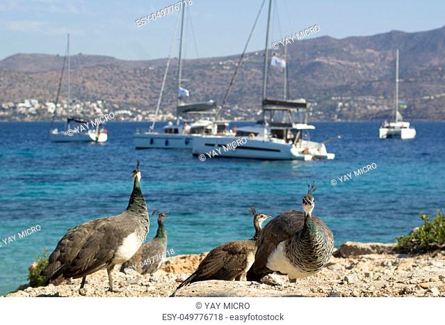 Flock of colorful peacocks walking on coastal rocks of Mediterranean sea near white yachts and catamarans