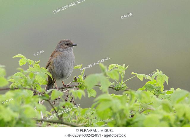 Dunnock (Prunella modularis) adult, perched on bramble stem, West Yorkshire, England, May