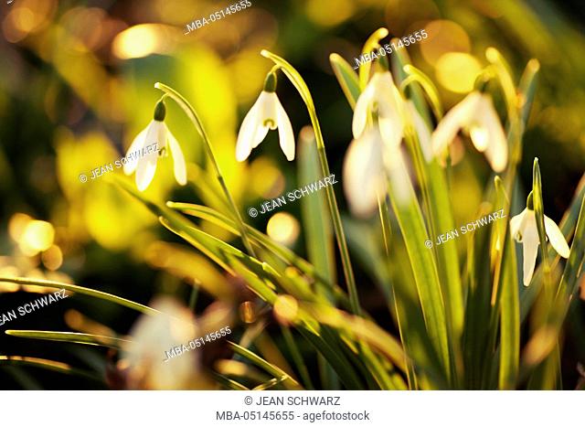 Snowdrops, Galanthus nivalis in the back light