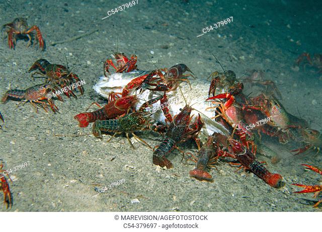 Red Swamp Crayfish (Procambarus clarkii) devouring carp. Lagunas de Ruidera Natural Park, Ciudad Real province, Spain