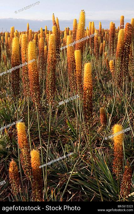 Foxtail lily (Eremurus x isabellinus) 'Cleopatra', flowering commercial plant growing outdoors, Holbeach St Johns, Moulton Fens, South Holland, Lincolnshire