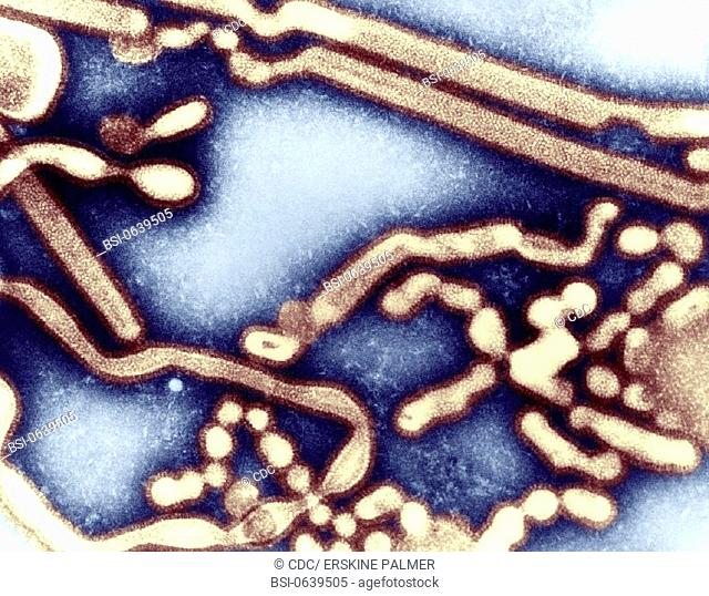 INFLUENZA A VIRUS<BR>Transmission electron micrograph of influenza A virus, early passage