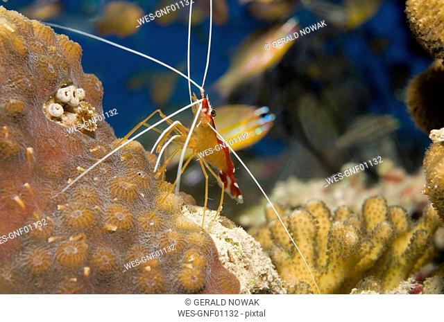 Egypt, Red Sea, Cleaner shrimp Lysmata amboinesis, close-up