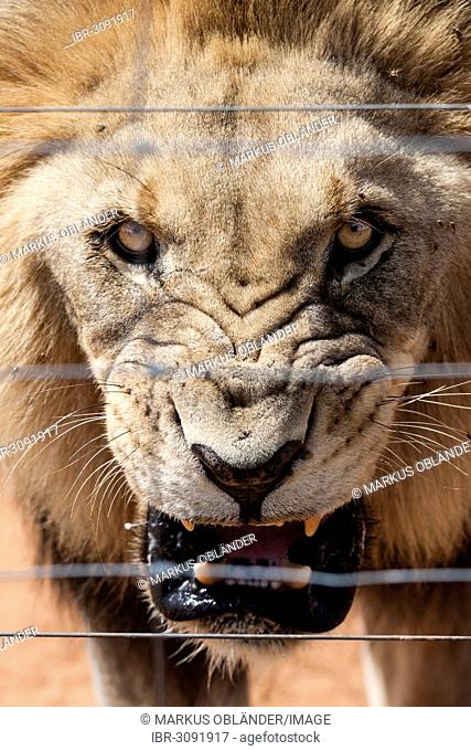 Roaring lion (Panthera leo), male, captive