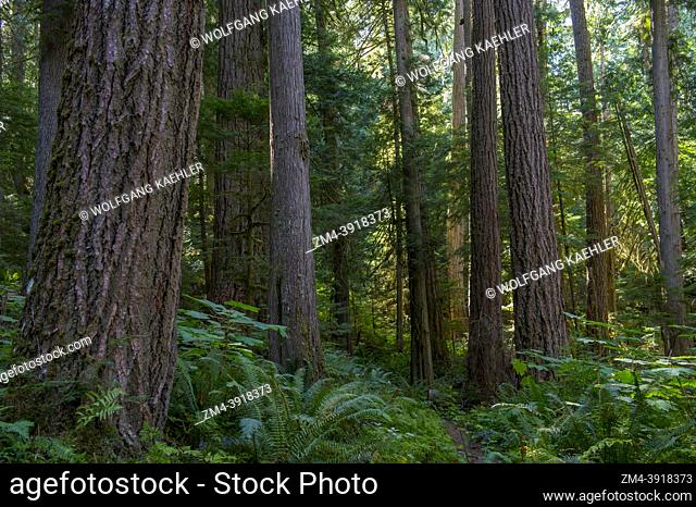 The old growth forest with Hemlock and Cedar trees in the Sol Duc Valley, Olympic Peninsula in the Olympic National Park in Washington State, USA