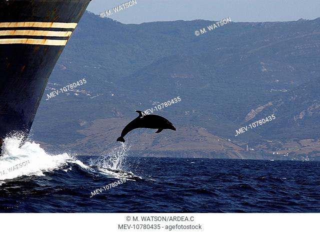 Bottlenose Dolphin - playing / bow riding in front of cargo ship in the strait of Gibraltar (Tursiops truncatus)