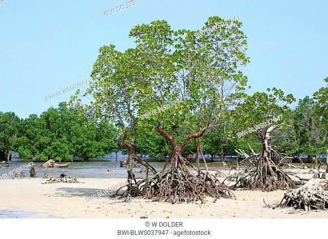 red mangrove Rhizophora mangle, coast scenery, Kenya, Indian Ocean
