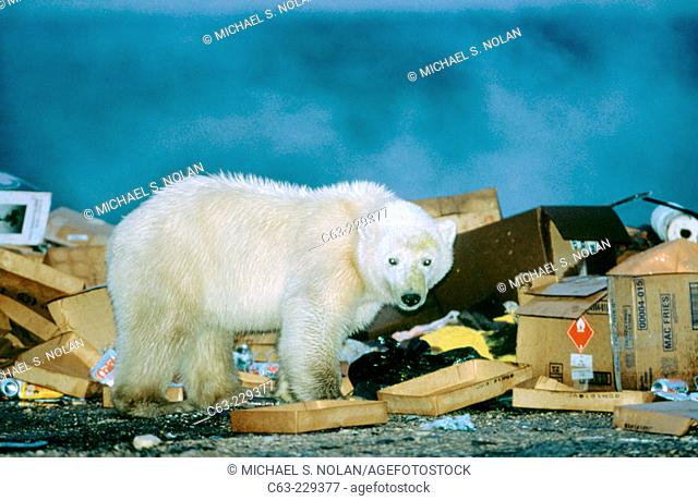 Young Polar Bear (Ursus maritimus) foraging in the dump, near the town of Churchill. Manitoba. Canada