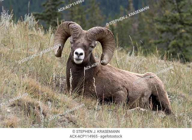 Resting Ram bighorn sheep (Ovis canadensis), Jasper National Park, Alberta, Canada