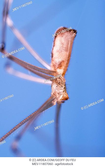 Daddy Long-legs Spider, Norfolk UK