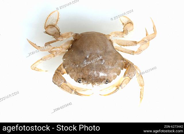 Krabbe, Brachyura, Kurzschwanzkrebs