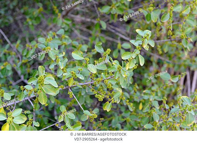 Espinero (Rhamnus crenulata) is a shrub endemic of Canary Islands. Flowers and leaves detail