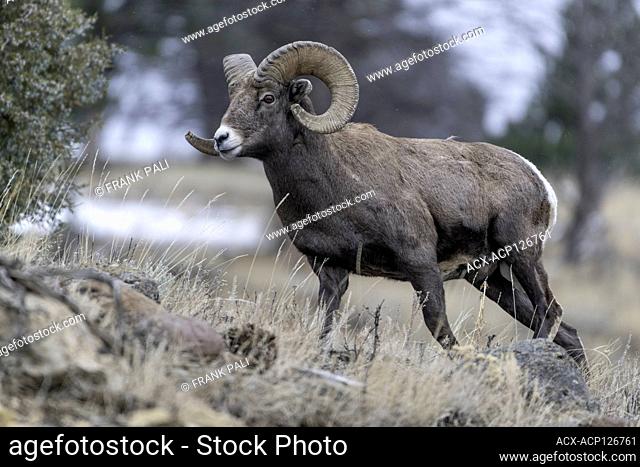 An adult male Bighorn sheep 'Ovis canadensis', standing on top of a rocky ridge against a blue sky in lamar Valley Yellowstone National Park