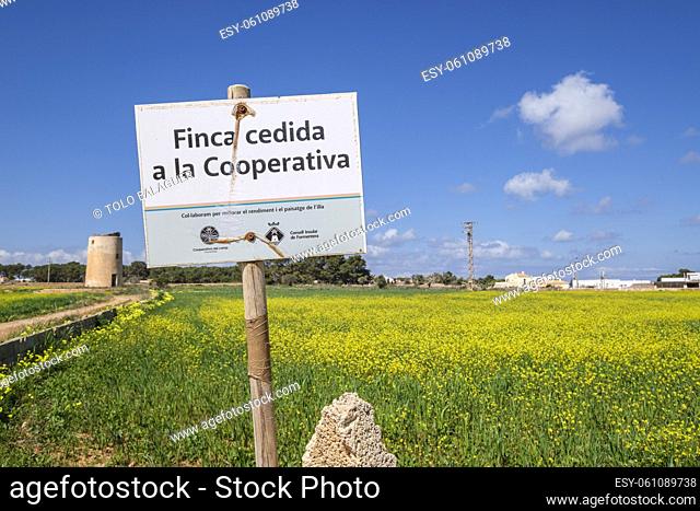 cultivation field managed by the cooperative of Formentera, La Mola, Formentera, Pitiusas Islands, Balearic Community, Spain