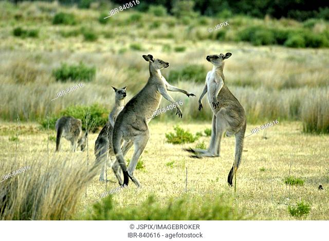 Eastern Grey Kangaroo (Macropus giganteus), adults fighting, Australia