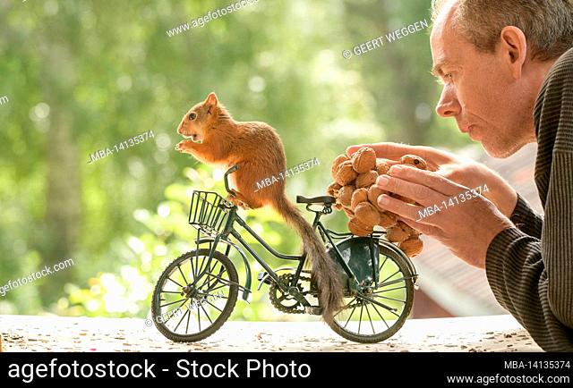 red squirrel and man are carrying an bunch of walnuts on a bicycle